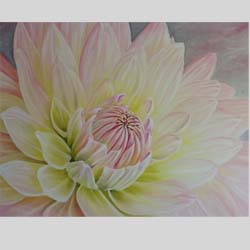 Dahlia