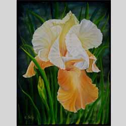 Gele Iris