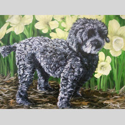 Hondje