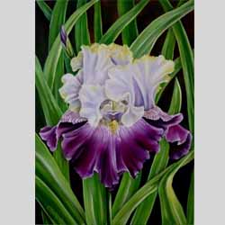 Paarse Iris