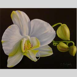 Witte Orchidee